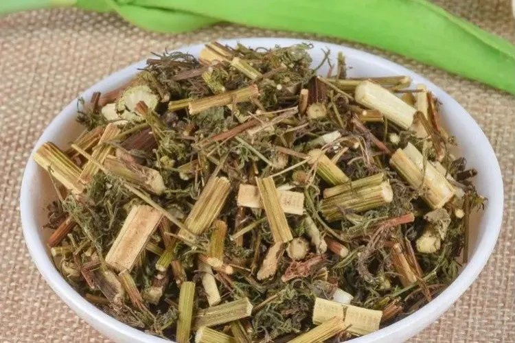 野生青蒿图片