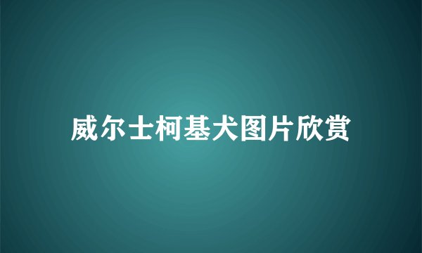 威尔士柯基犬图片欣赏