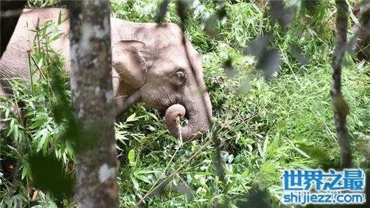 游客遭野象攻击，是去旅游还是去送命 