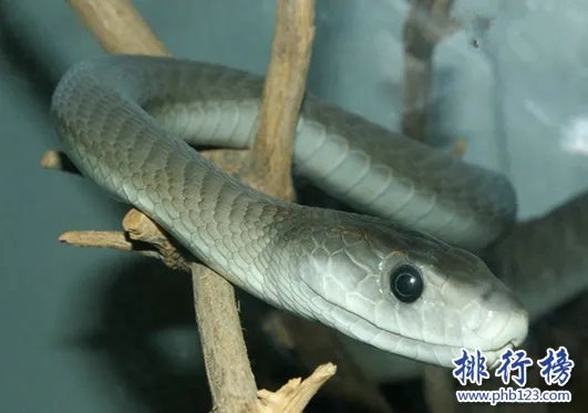 黑曼巴蛇VS眼镜王蛇,它们到底谁更厉害（两者不相上下）
