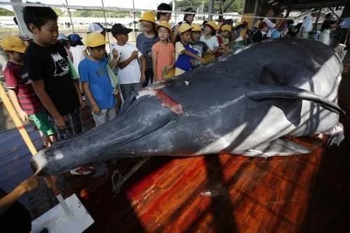 很多国家不允许捕鲸，为何日本恢复商业捕鲸？