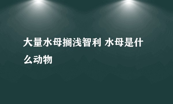 大量水母搁浅智利 水母是什么动物