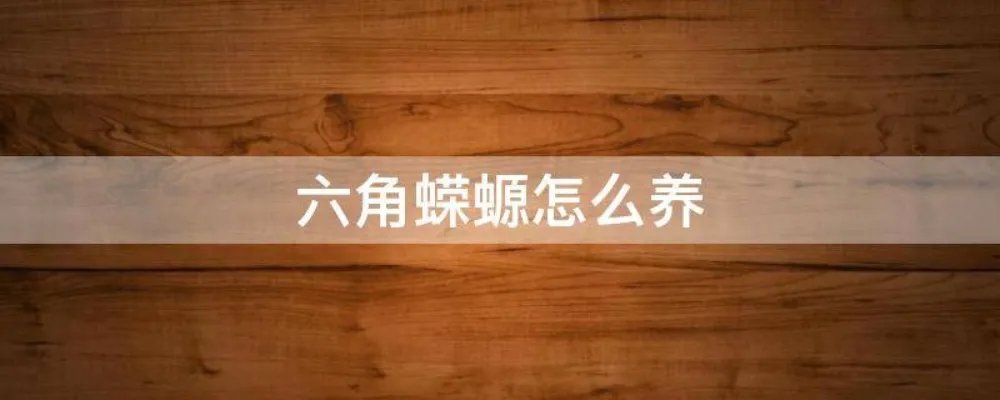 六角蝾螈怎么养