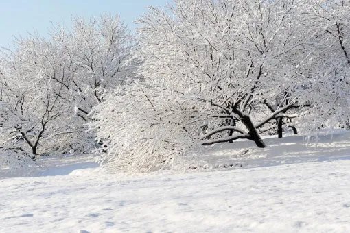 关于雪的诗有哪些?
