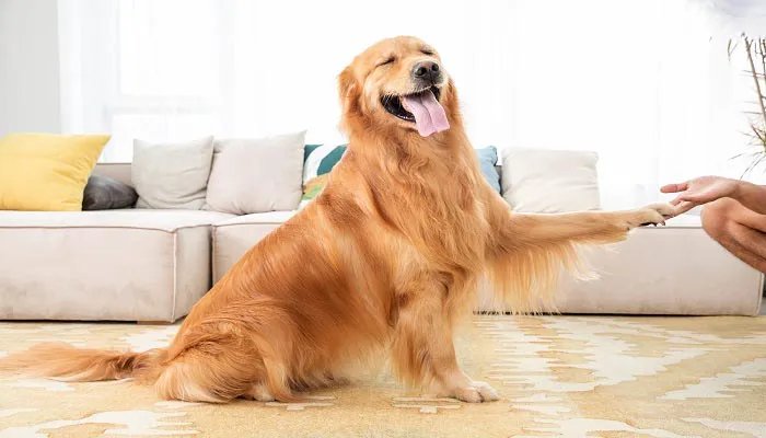 狗狗的寿命有多长时间 狗狗的寿命一般是几年