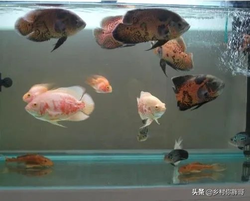 地图鱼怎样饲养?好样吗?有什么常见病?如何解决?