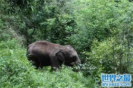游客遭野象攻击,是去旅游还是去送命