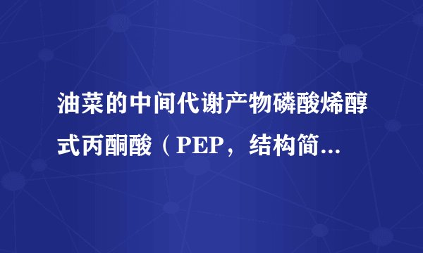 油菜的中间代谢产物磷酸烯醇式丙酮酸（PEP，结构简式为CH2==C（OH）-CO-O-P）运输到种子后有两条转变途径，如图所示。科研人员根据这一机制培育出的高油油菜，产油率由原来的35%提高到了58%。请回答下列问题：（1）PEP转化为蛋白质的过程中必须增加的元素是 ______，图中信息显示基因控制生物性状的途径是 ______。（2）根据图示信息分析，科研人员使油菜产油率由原来的35%提高到了58%所依据的原理是通过阻碍了 ______（填图中数字）过程，从而使 ______。