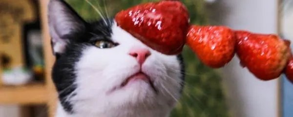 小猫咪可以吃草莓吗？