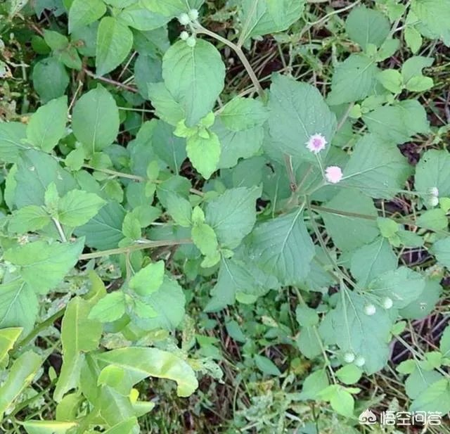 这是什么花?