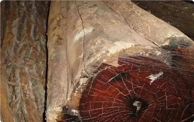 世界上最硬的10种木材你知道几种？