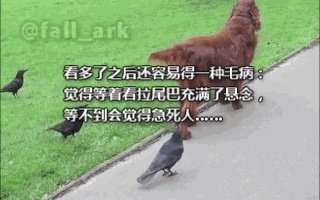 如何看待乌鸦拔熊猫毛搭窝?