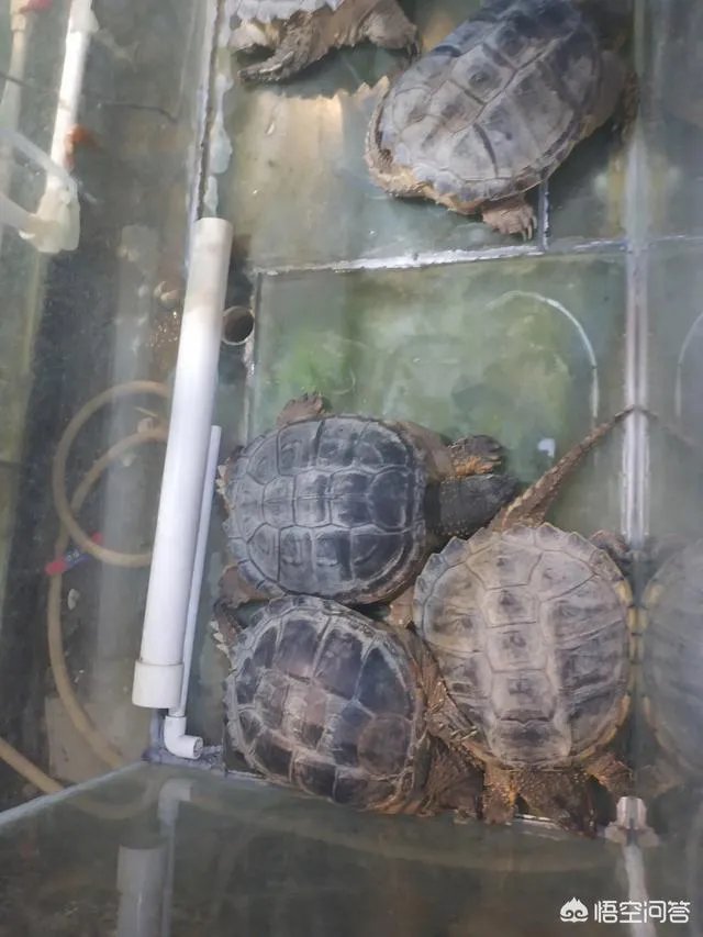 重庆轨道交通环线才通车就出现故障,什么叫人防门侵入限界?