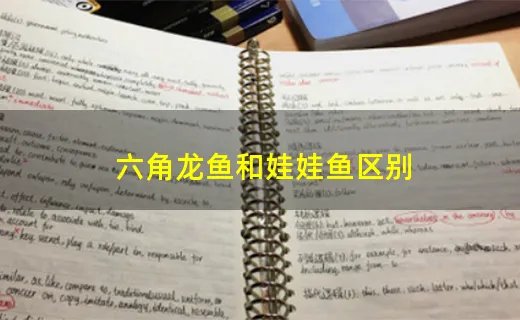 六角龙鱼和娃娃鱼区别