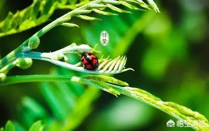 惊蛰是什么意思？