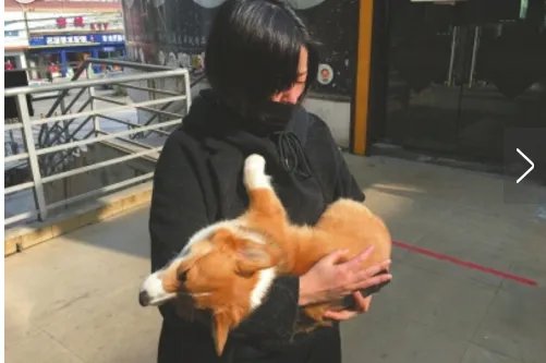 柯基犬摔死事件后续 双方皆被拘留