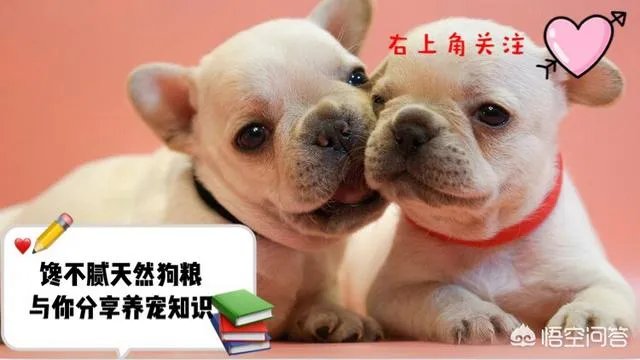 为什么罗威纳很少有人养？