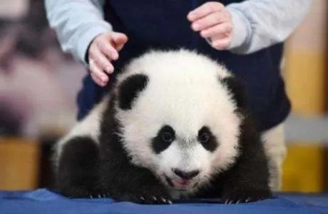 旅美大熊猫被曝皮包骨,样子惨不忍睹!你觉得是否能将其接回?