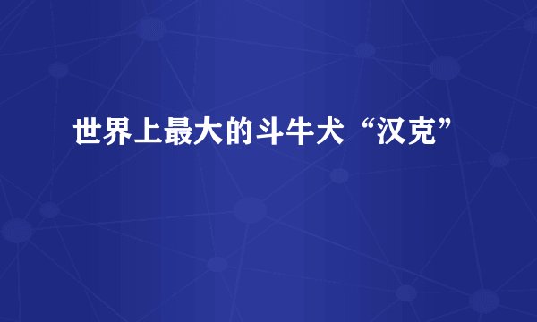 世界上最大的斗牛犬“汉克”