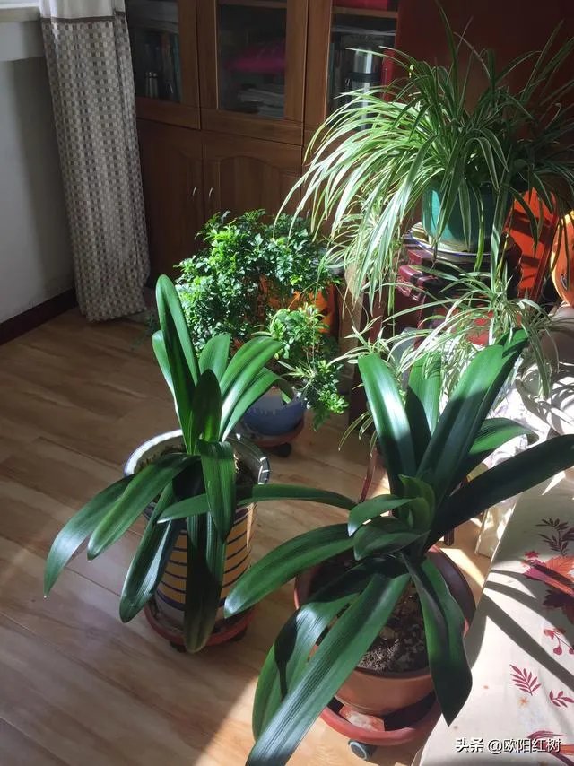 截止二月十一日的时候,当时青海省的疫情好转了吗,你怎么看?