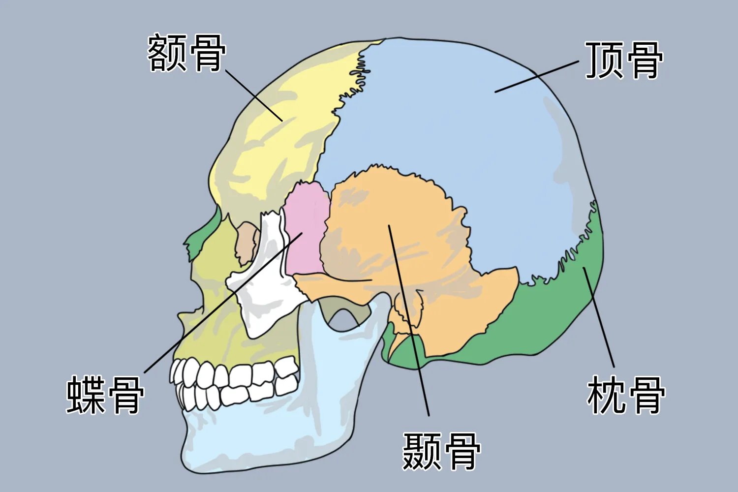 头颅解剖图
