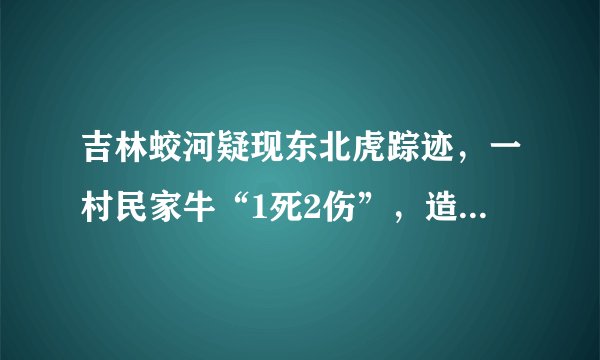 吉林蛟河疑现东北虎踪迹，一村民家牛“1死2伤”，造成的损失谁来承担？