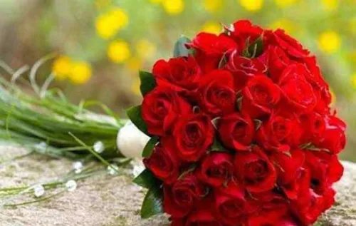 25朵玫瑰花语是什么 玫瑰花几朵代表含义是什么