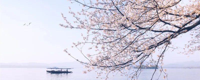 红杏枝头春意闹的全诗 红杏枝头春意闹的全诗是什么