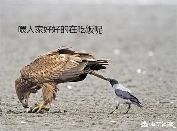 如何看待乌鸦拔熊猫毛搭窝?