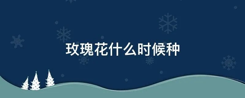 玫瑰花什么时候种