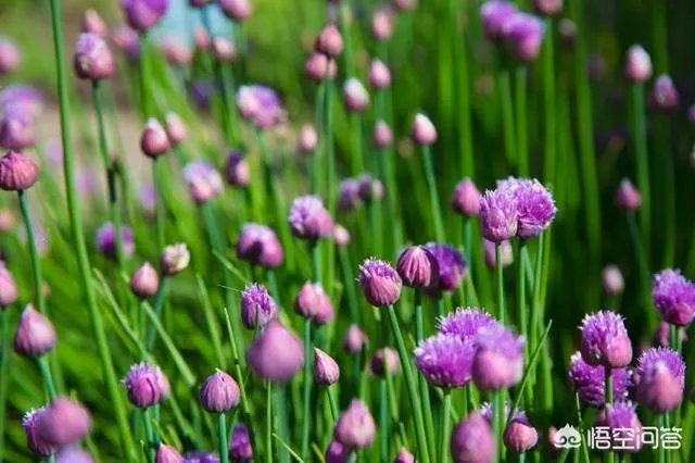 这是什么花?