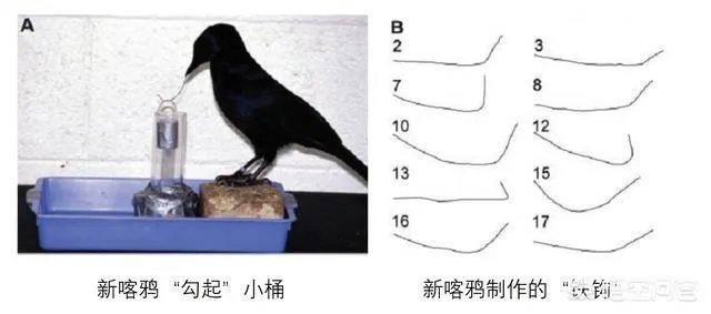 如何看待乌鸦拔熊猫毛搭窝?
