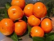 金秋砂糖橘有什么缺点？