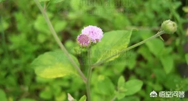 这是什么花?
