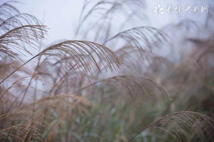 冬季养生保健吃什么