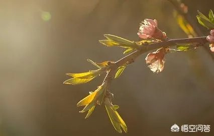 惊蛰是什么意思？