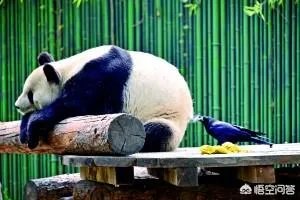 如何看待乌鸦拔熊猫毛搭窝?