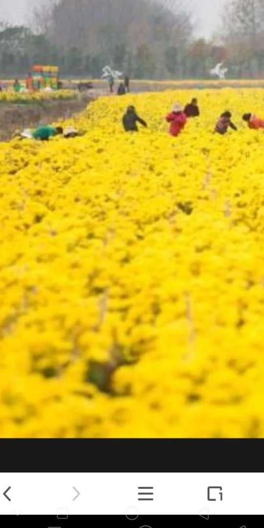 “黄花闺女”中的“黄花”到底是什么由来？