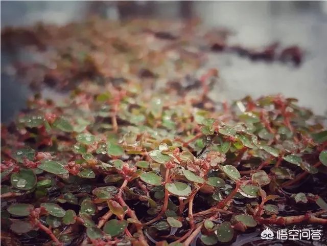 阴雨天如何拍出好照片？