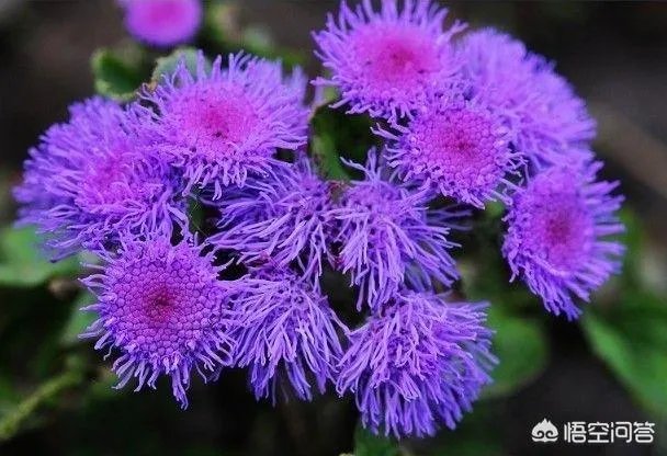 这是什么花?