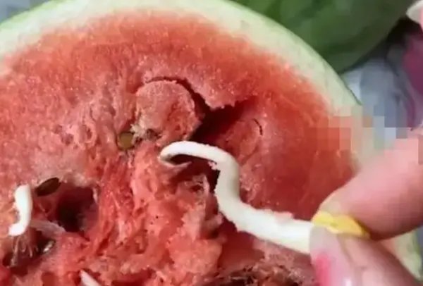 种瓜得豆?女子切开西瓜发现黄豆芽,专家作何解释?