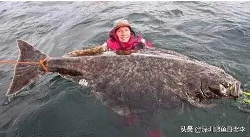 世界最大的鲶鱼都有哪些?