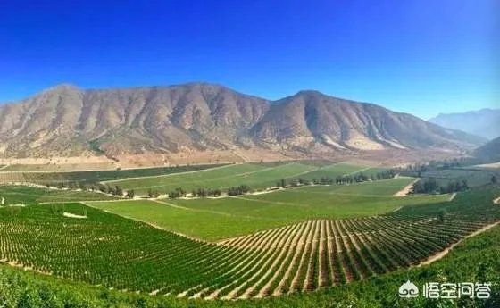 为什么智利和墨西哥都要争夺中国的牛油果市场?