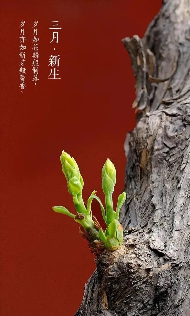 惊蛰是什么意思？