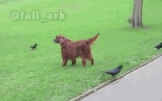 如何看待乌鸦拔熊猫毛搭窝?