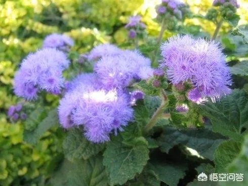 这是什么花?