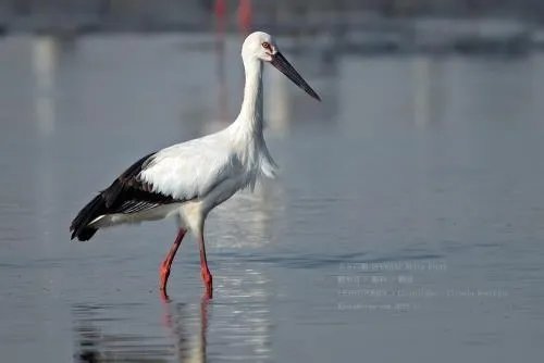东方白鹳是国家保护动物吗?