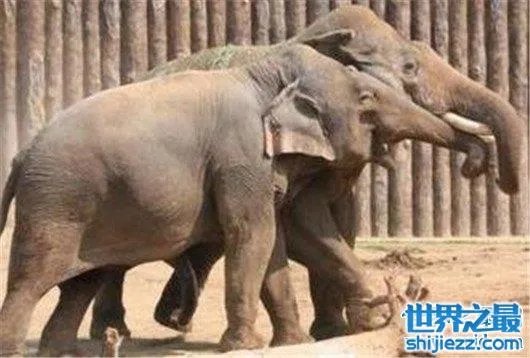 游客遭野象攻击,是去旅游还是去送命