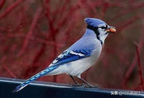 益鸟和益虫有哪些？