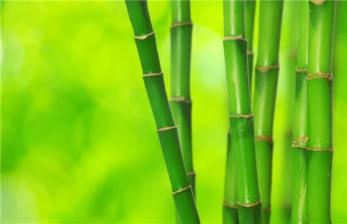 竹子是树还是草 竹子究竟是什么植物